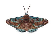 Load image into Gallery viewer, Donuca Moth - Object D'art