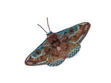 Load image into Gallery viewer, Donuca Moth - Object D'art