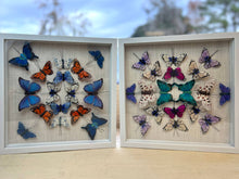 Load image into Gallery viewer, Butterfly shadow box art: Blue &amp; Orange Butterflies
