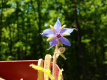 Load image into Gallery viewer, GROW Cocktails Garden