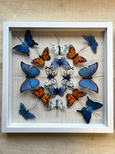 Load image into Gallery viewer, Butterfly shadow box art: Blue &amp; Orange Butterflies

