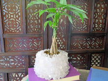 Load image into Gallery viewer, Crystal Point Plant Holder -Crystal Quartz
