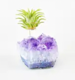 Small Amethyst Cluster Air Plant Holder/Display w Air Plant