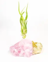Rose Quartz Gold Dipped Air Plant Holder with Air Plant