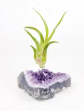 Amethyst Geode Air Plant Holder/Display with Air Plant
