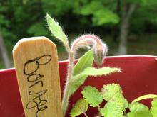 Load image into Gallery viewer, GROW Cocktails Garden
