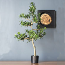 Load image into Gallery viewer, Podocarpus Potted Tree

