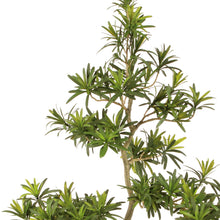 Load image into Gallery viewer, Podocarpus Potted Tree

