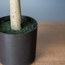 Load image into Gallery viewer, Podocarpus Potted Tree
